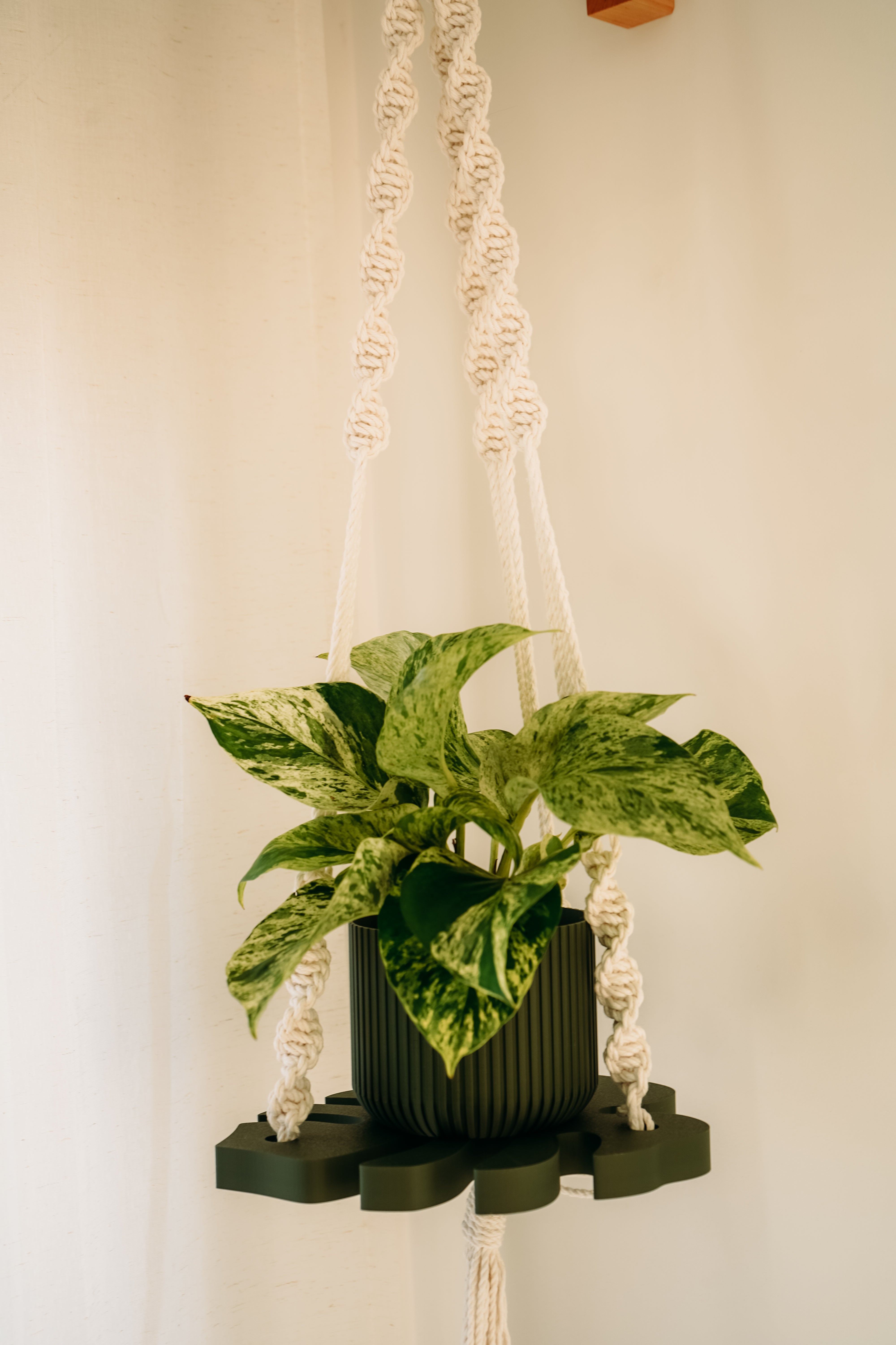 (Nouveau) Jardinière Monstera