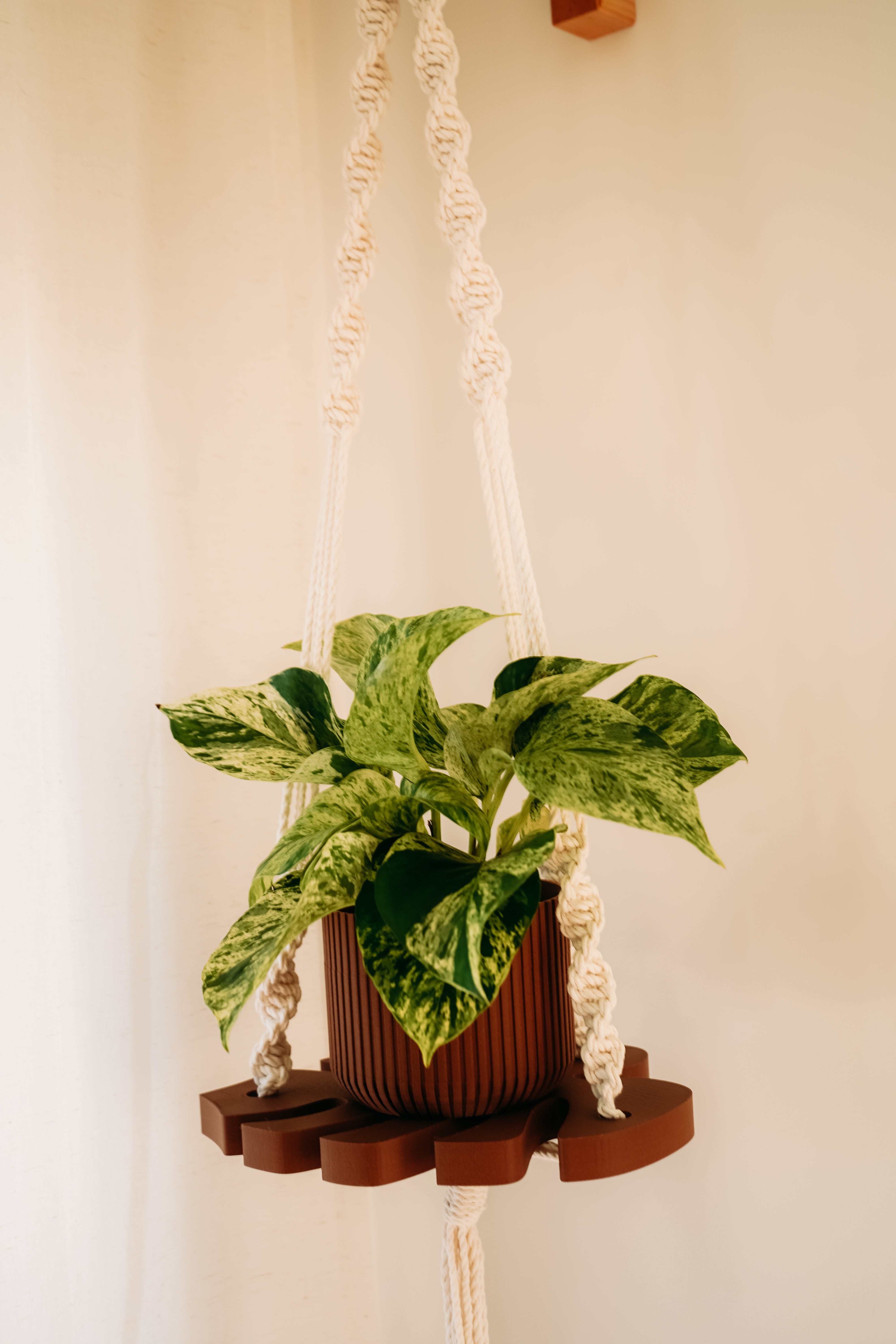 (Nouveau) Jardinière Monstera