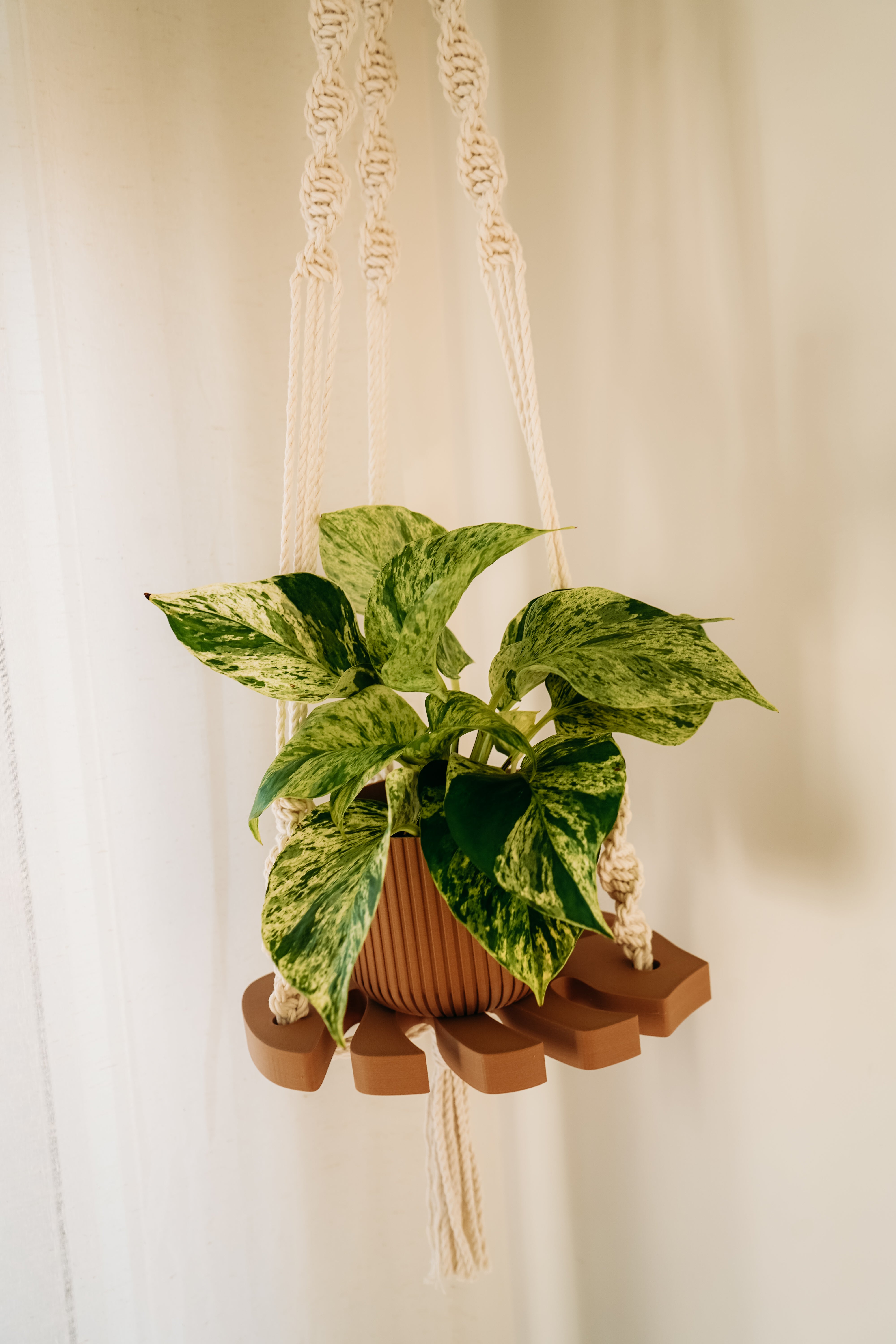 (Nouveau) Jardinière Monstera